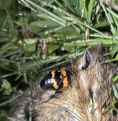 Nicrophorus tomentosus