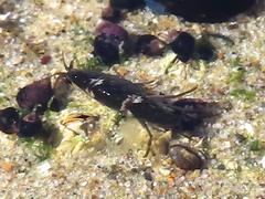 Hyalidae