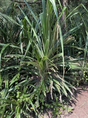 Pandanus odorifer