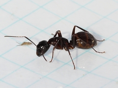 Camponotus americanus