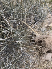 Parabacillus hesperus