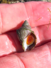 Nucella canaliculata