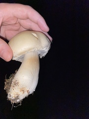 Agaricus bisporus