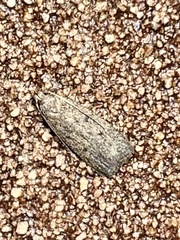 Psilocorsis reflexella