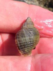 Nucella canaliculata