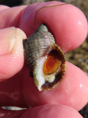 Nucella canaliculata