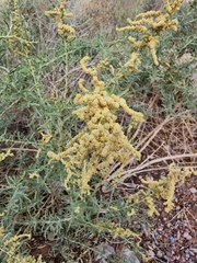 Atriplex lentiformis