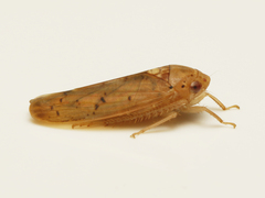 Ponana quadralaba