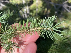 Picea engelmannii