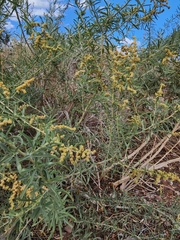 Atriplex lentiformis
