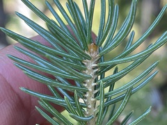 Picea engelmannii