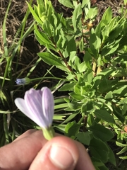 Dimorphotheca ecklonis