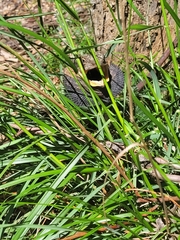 Pogona barbata