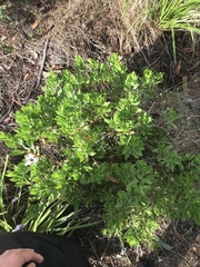 Dimorphotheca ecklonis