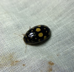 Thermonectus marmoratus