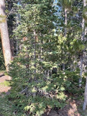 Picea engelmannii