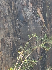 Pogona barbata
