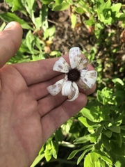 Dimorphotheca ecklonis