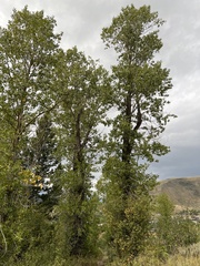 Populus angustifolia