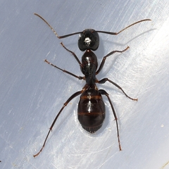 Camponotus americanus