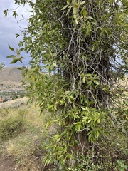 Populus angustifolia
