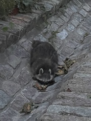 Procyon lotor