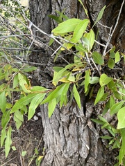 Populus angustifolia