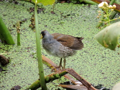 Porphyriops melanops