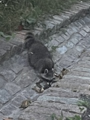 Procyon lotor