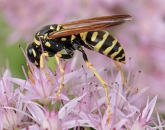 Polistes dominula