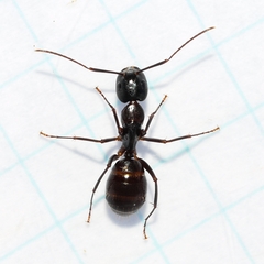 Camponotus americanus