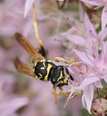 Polistes dominula