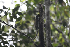 Sundasciurus jentinki