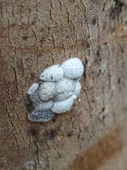 Eriococcus lagerstroemiae