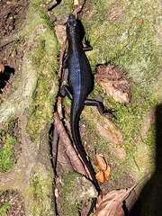 Emoia nigra