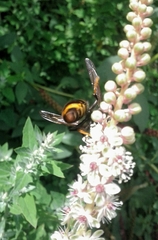 Vespa velutina nigrithorax