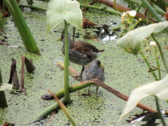 Porphyriops melanops