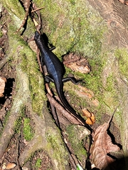 Emoia nigra