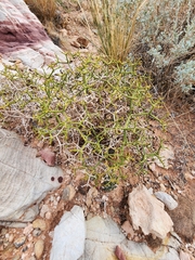 Eriogonum heermannii