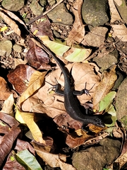Emoia nigra