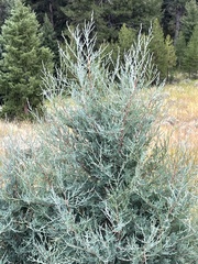 Juniperus scopulorum