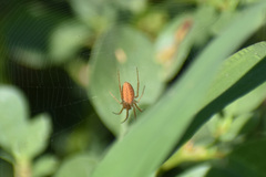 Larinia
