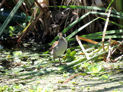 Porphyriops melanops