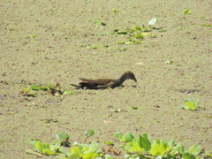 Porphyriops melanops