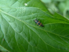 Hippodamia convergens