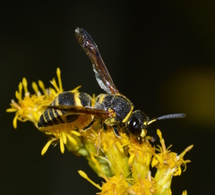 Euodynerus foraminatus