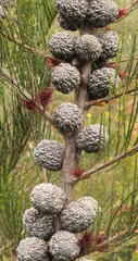 Allocasuarina paradoxa