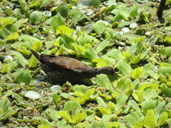 Porphyriops melanops