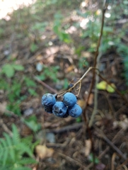 Caulophyllum thalictroides