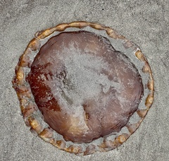 Chrysaora fuscescens